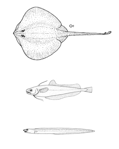 Arhynchobatis Asperrimus (Longtail Skate), Auchenoceros Punctatus (Ahuru), Bassanago Bulbiceps (Swollen Headed Conger Eel) Coloring Page